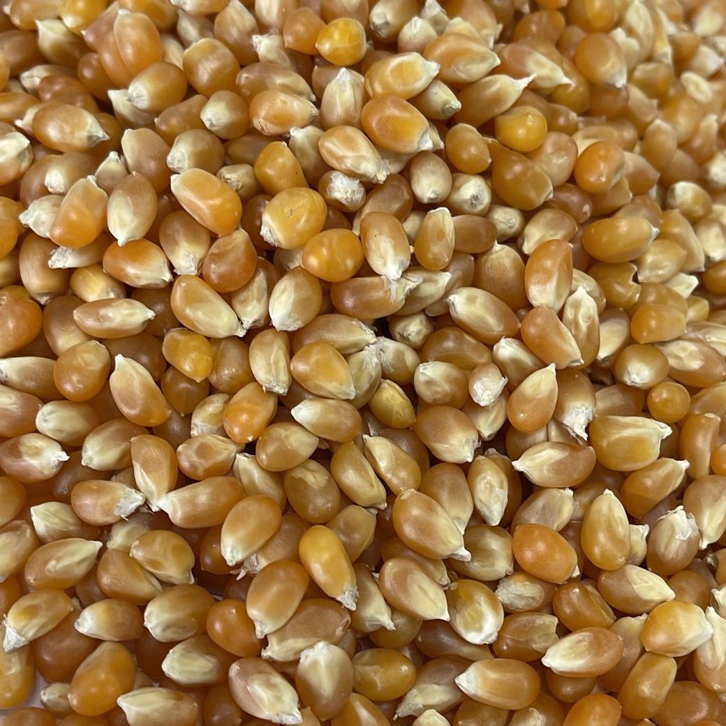 Popping Corn