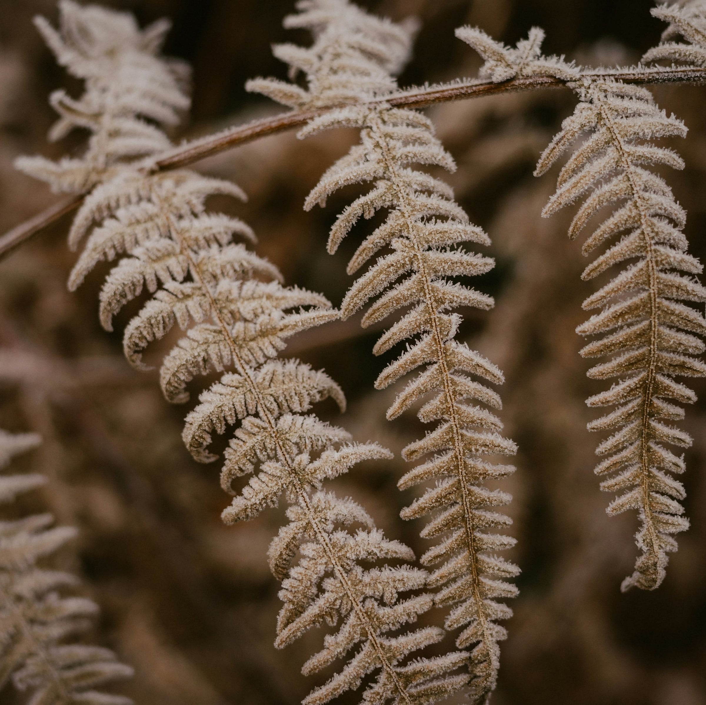 Seeds & Grains